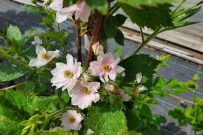 Brombeere 'Loch Maree'