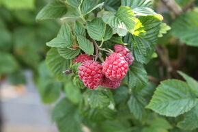 Himbeere Lowberry� 'Ruby Best'�