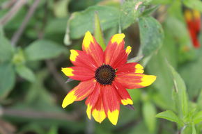 Rudbeckia triloba 'Prairie Glow'