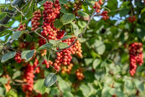 Schisandra 'Eastern Prince'