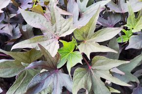 Ssskartoffel Sugabeauty 'Little Lady Fingerleaf'