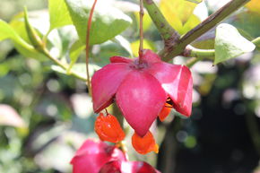 Sachalin-Pfaffenhütchen, Grossfruchtiges Pfaffenhütchen