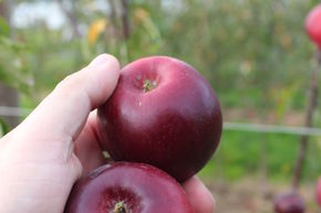 Sulenapfel Malini Black Beauty