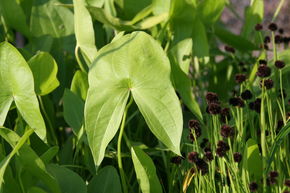 Sagittaria latifolia