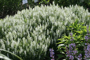 Salvia nemorosa 'Adrian'