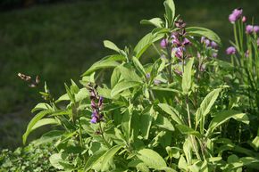 Salvia officinalis