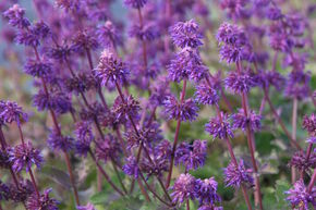 Salvia verticillata 'Purple Rain'