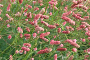 Sanguisorba tenuifolia 'Pink Elephant'