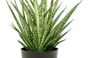 Sansevieria 'Comet Rocky Mountains'