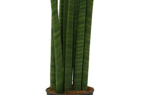 Sansevieria cylindrica 'Straight'