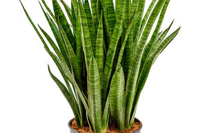 Sansevieria kirkii