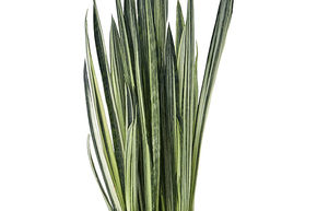 Sansevieria trifasciata 'Bantel'