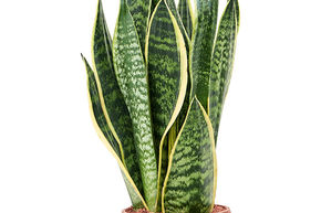 Sansevieria trifasciata 'Futura Superba'