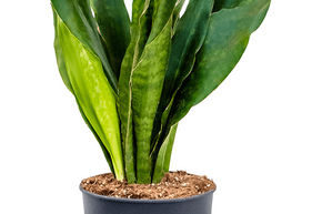 Sansevieria trifasciata 'Jade'