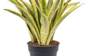 Sansevieria trifasciata 'Lauren'