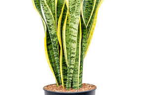 Sansevieria trifasciata 'Laurentii'