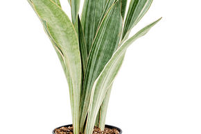 Sansevieria trifasciata 'Metallica'