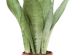 Sansevieria trifasciata 'Moonshine'