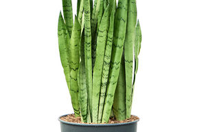 Sansevieria trifasciata 'Silver Mist'