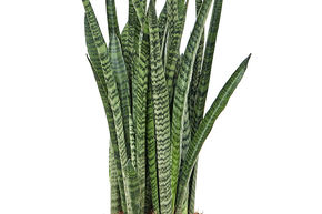 Sansevieria zeylanica 'Narrow'