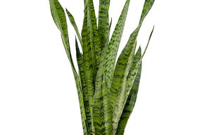 Sansevieria zeylanica