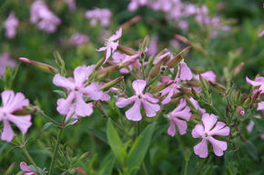 Saponaria x lempergii 'Max Frei'