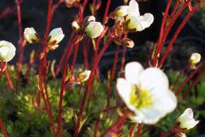 Saxifraga x arendsii 'Adebar'