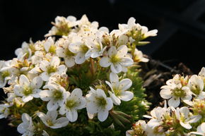 Saxifraga x arendsii 'Schneezwerg'