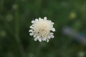 Scabiosa ochroleuca