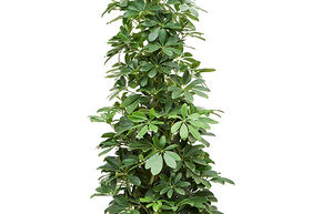 Schefflera arboricola (120-150)