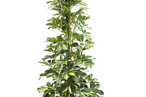 Schefflera arboricola 'Dalton' (130-160)