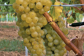 Schlaraffentraube Seyval blanc