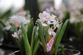 Zweiblttriger Blaustern 'Rosea'