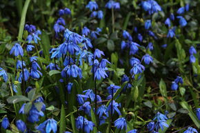 Sibirischer Blaustern, Blausternchen