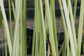 Scirpus lacustris 'Albescens'