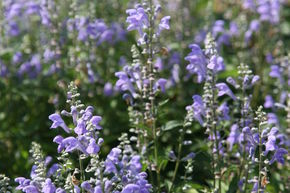 Scutellaria icana