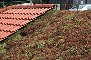 Sedum album 'Coral Carpet'