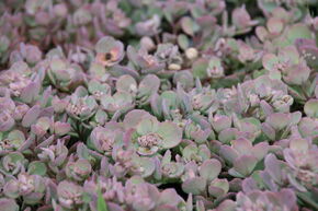 Sedum cauticola 'Lidacense' 