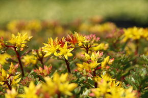 Sedum floriferum 'Weihenstephaner Gold'