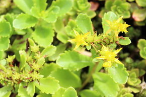 Sedum hybridum 'Immergrünchen'