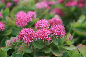 Sedum spectabile 'Carl'