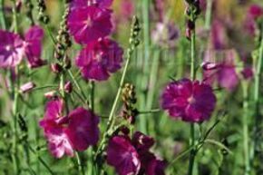 Sidalcea malviflora 'Partygirl'