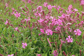 Silene schafta 'Splendens'