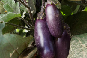 Aubergine Slim Jim BIO