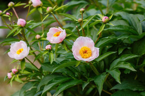 Paeonia x lactiflora 'Soft Salmon Saucer'