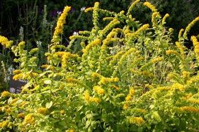 Solidago sphacelata 'Golden Fleece'