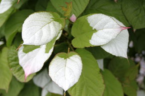 Sommerkiwi Dr. Szymanowski