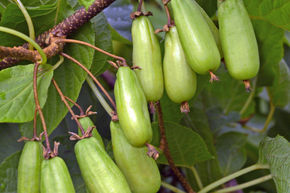 Kiwi Sommerkiwi Adam Männliche Befruchter Pflanze Actinidia kolomikta Mini-Kiwi