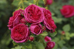 Rose 'Sophie Luise'