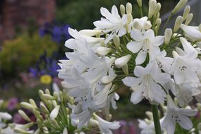 Agapanthus 'Arctic Star'